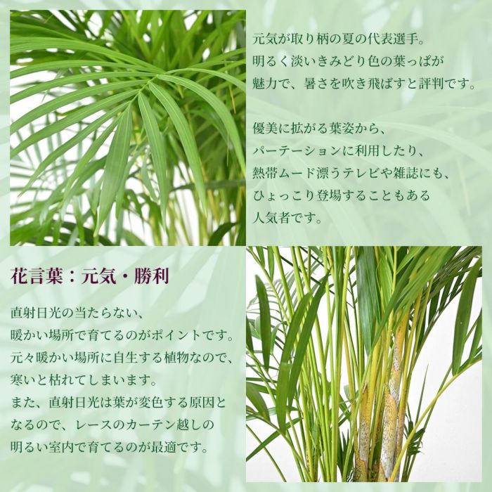  アレカヤシ 10号鉢 ポリストーン鉢カバー付き 陶器調 観葉植物 本物