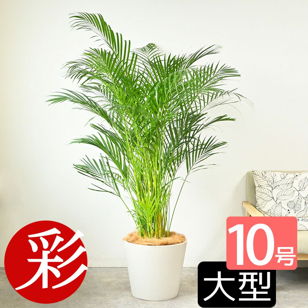  アレカヤシ 10号鉢 ポリストーン鉢カバー付き 陶器調 観葉植物 本物