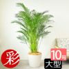  アレカヤシ 10号鉢 ポリストーン鉢カバー付き 陶器調 観葉植物 本物