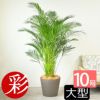  アレカヤシ 10号鉢 ポリストーン鉢カバー付き 陶器調 観葉植物 本物