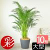  アレカヤシ 10号鉢 ポリストーン鉢カバー付き 陶器調 観葉植物 本物
