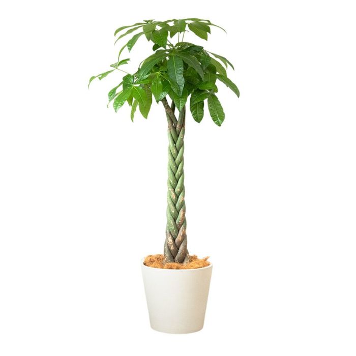 パキラ 10号鉢 ポリストーン鉢カバー付き 陶器調 観葉植物 本物