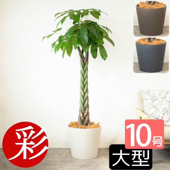 パキラ 10号鉢 ポリストーン鉢カバー付き 陶器調 観葉植物 本物
