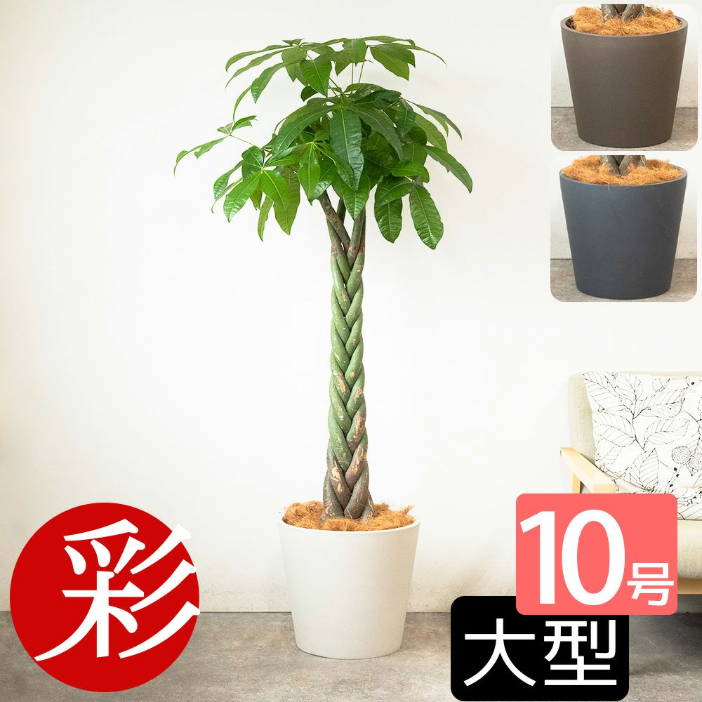 パキラ 10号鉢 ポリストーン鉢カバー付き 陶器調 観葉植物 本物