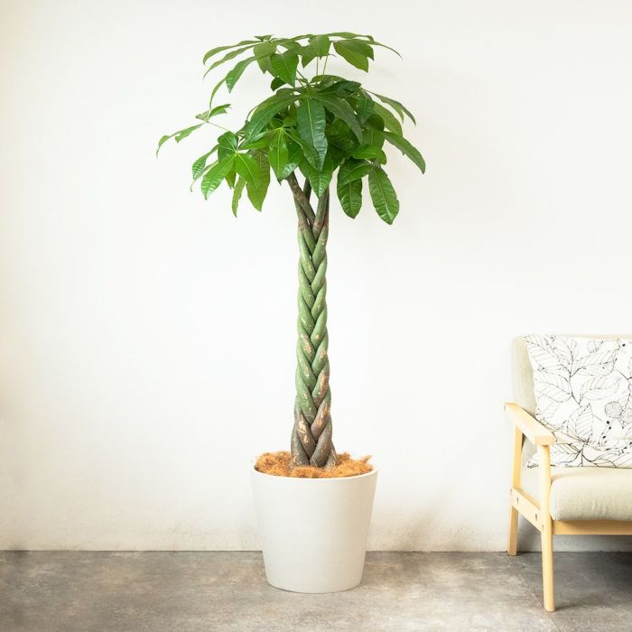 パキラ 10号鉢 ポリストーン鉢カバー付き 陶器調 観葉植物 本物