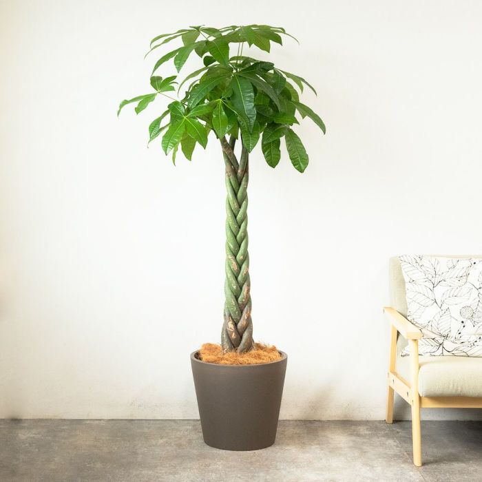 パキラ 10号鉢 ポリストーン鉢カバー付き 陶器調 観葉植物 本物