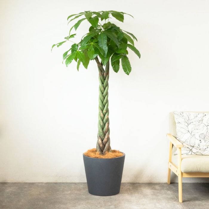 パキラ 10号鉢 ポリストーン鉢カバー付き 陶器調 観葉植物 本物