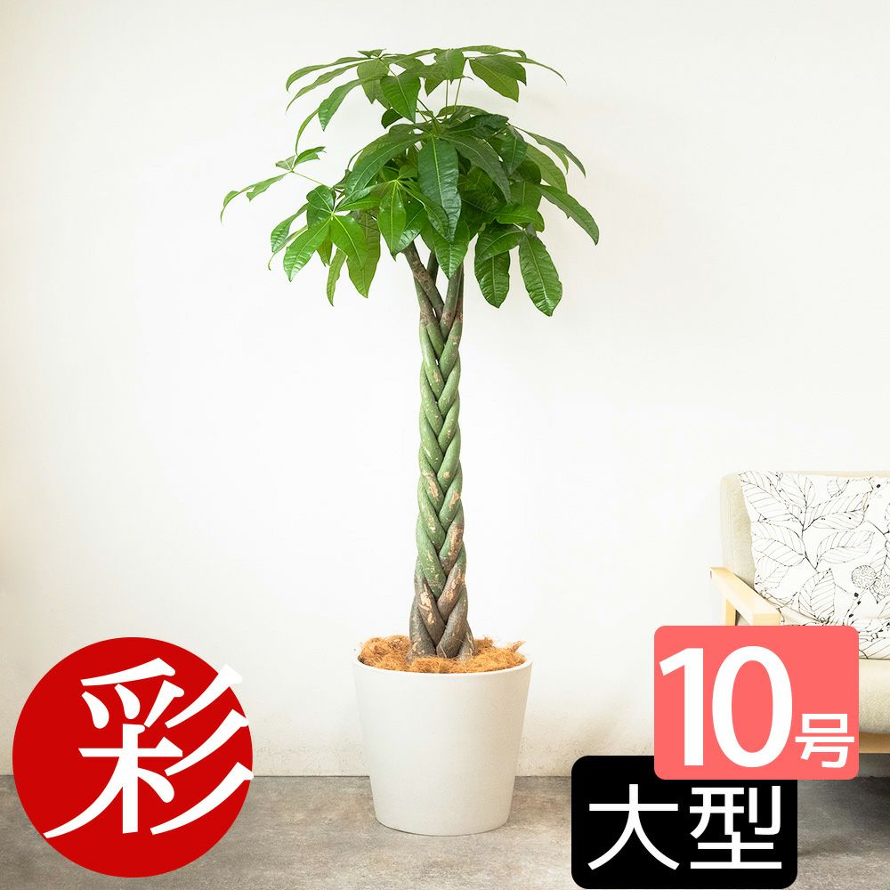 パキラ 10号鉢 ポリストーン鉢カバー付き 陶器調 観葉植物 本物