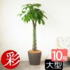 パキラ 10号鉢 ポリストーン鉢カバー付き 陶器調 観葉植物 本物