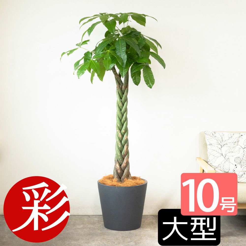 パキラ 10号鉢 ポリストーン鉢カバー付き 陶器調 観葉植物 本物