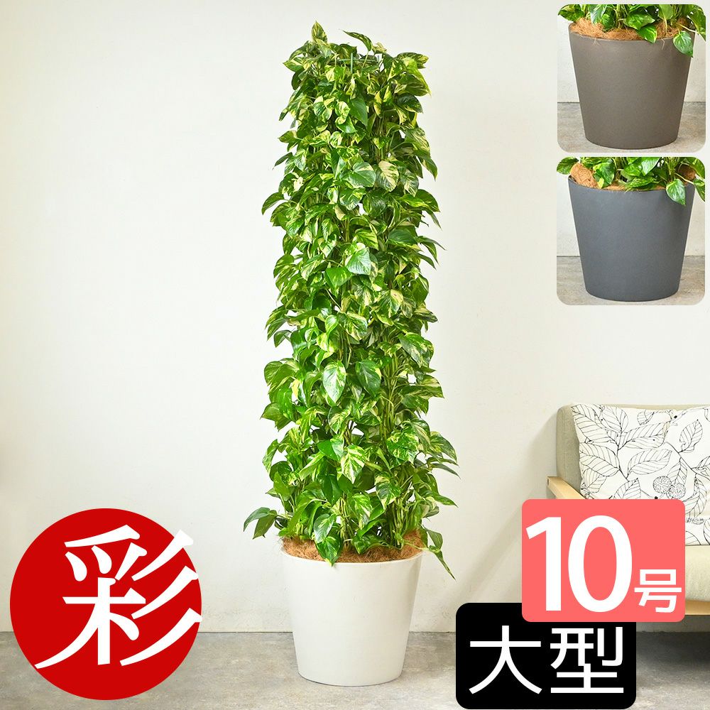 ポトス・タワー仕立て 10号鉢 ポリストーン鉢カバー付き 陶器調 観葉植物 本物