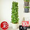 ポトス・タワー仕立て 10号鉢 ポリストーン鉢カバー付き 陶器調 観葉植物 本物