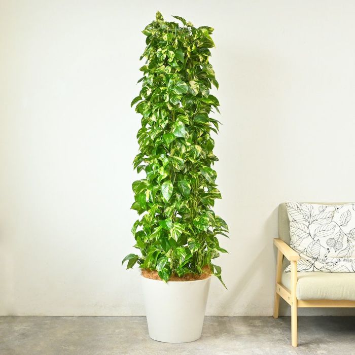 ポトス・タワー仕立て 10号鉢 ポリストーン鉢カバー付き 陶器調 観葉植物 本物