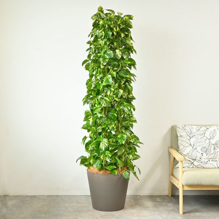 ポトス・タワー仕立て 10号鉢 ポリストーン鉢カバー付き 陶器調 観葉植物 本物
