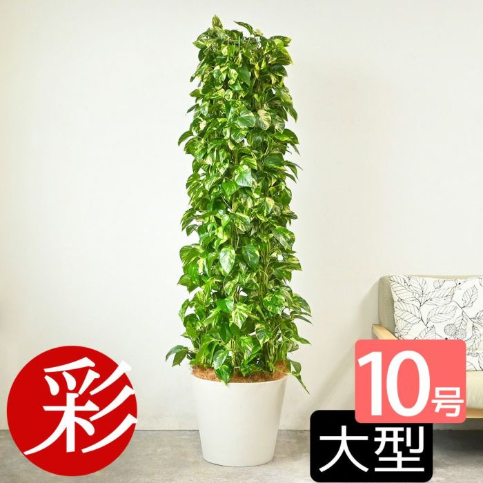 ポトス・タワー仕立て 10号鉢 ポリストーン鉢カバー付き 陶器調 観葉植物 本物