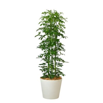 【B級品/大型観葉植物】緑の宝石！濃い緑色の葉が魅力♪シュロチク 鉢植え10号鉢 楽天市場】【厳選産直】人気のシュロチク（棕櫚竹）10号鉢 観葉
