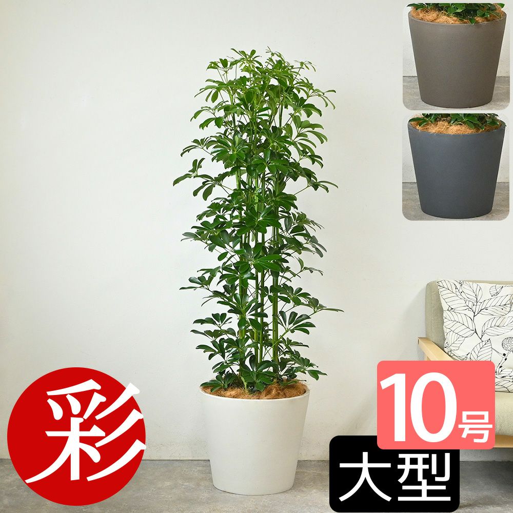 ホンコンカポック 10号鉢 ポリストーン鉢カバー付き 陶器調 観葉植物 本物