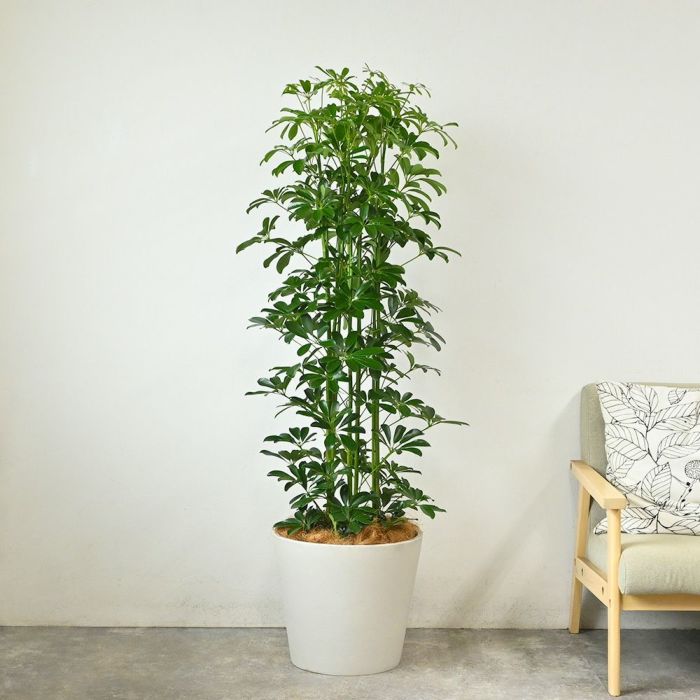 ホンコンカポック 10号鉢 ポリストーン鉢カバー付き 陶器調 観葉植物 本物