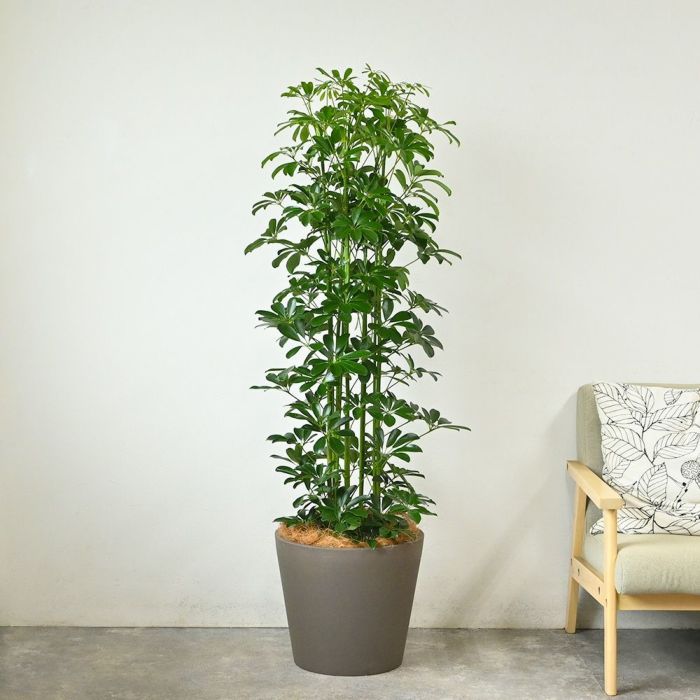 ホンコンカポック 10号鉢 ポリストーン鉢カバー付き 陶器調 観葉植物 本物