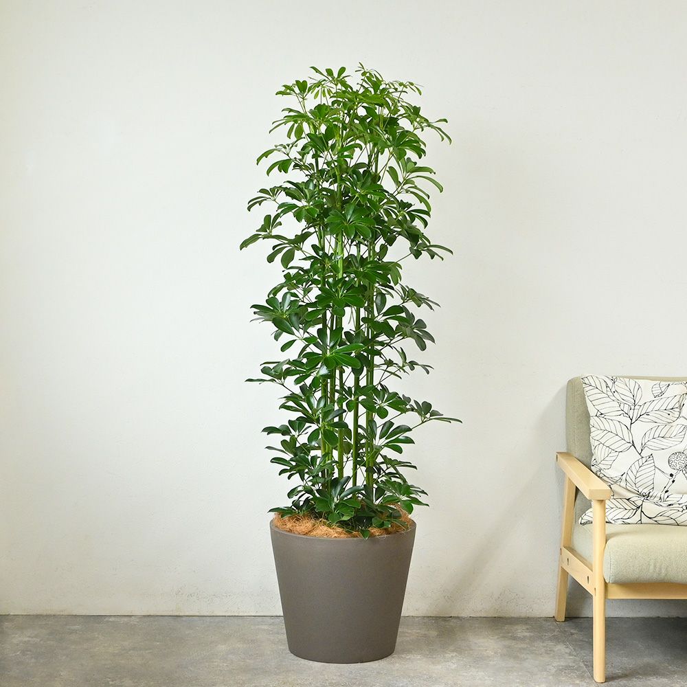 ホンコンカポック 10号鉢 ポリストーン鉢カバー付き 陶器調 観葉植物 本物