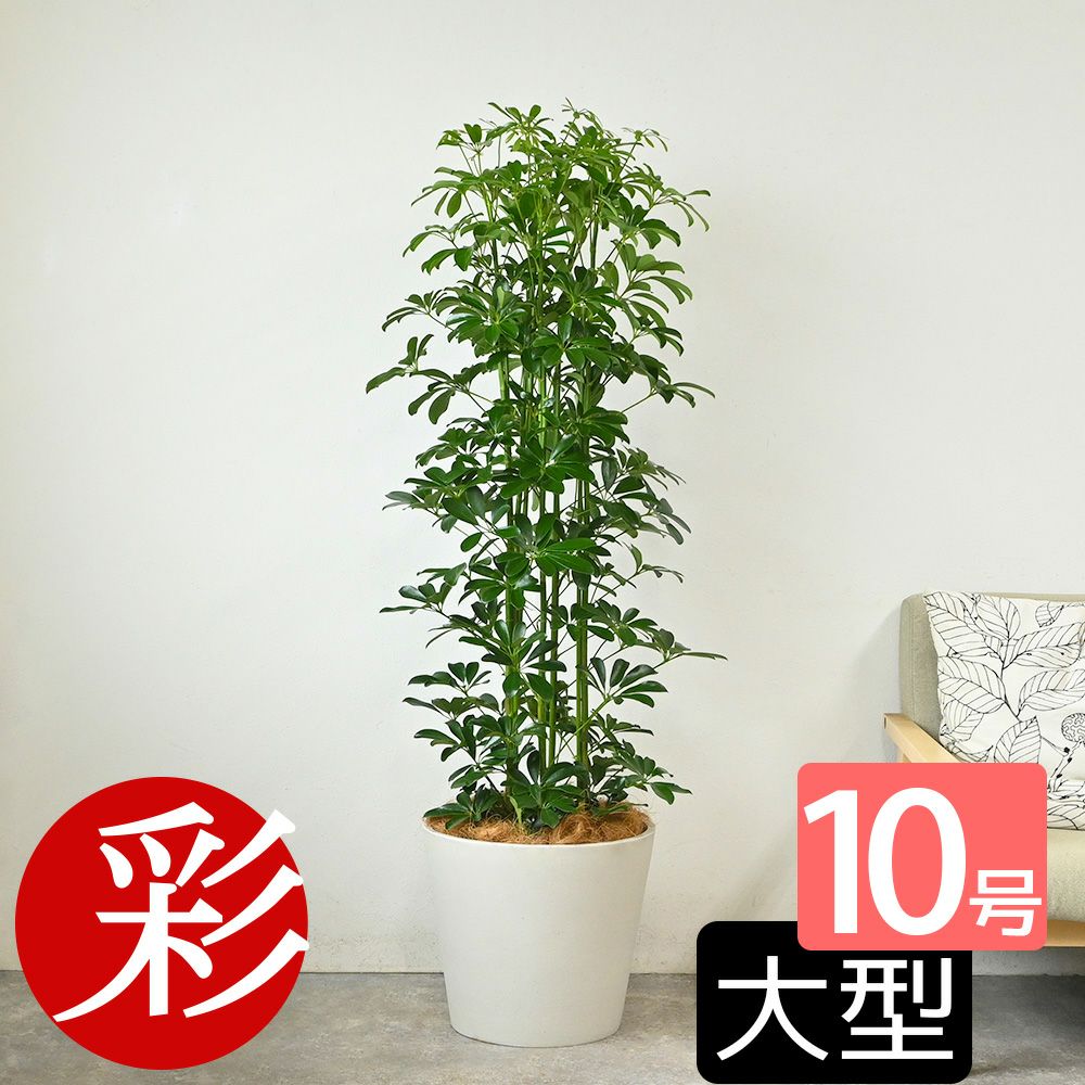 ホンコンカポック 10号鉢 ポリストーン鉢カバー付き 陶器調 観葉植物 本物