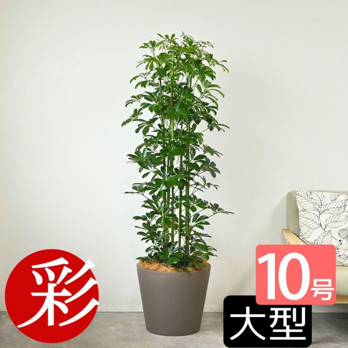 ホンコンカポック 10号鉢 ポリストーン鉢カバー付き 陶器調 観葉植物 本物