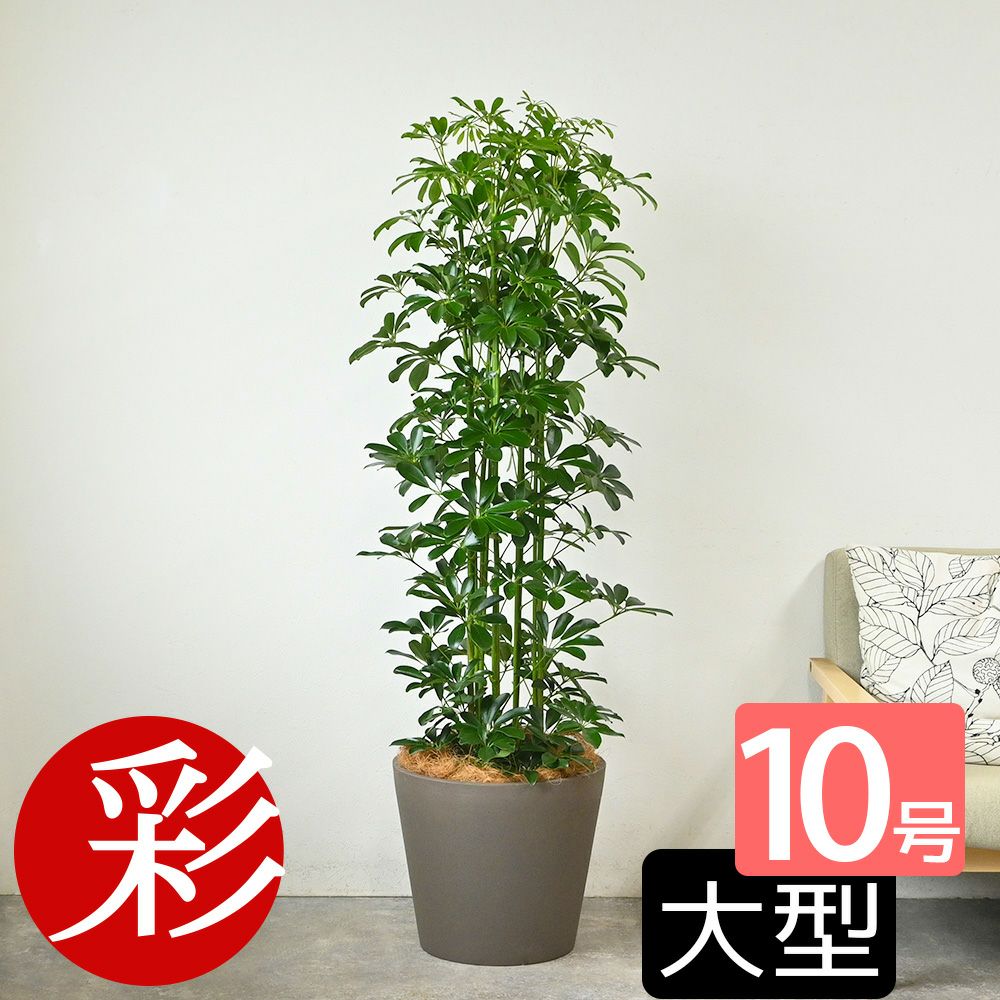 ホンコンカポック 10号鉢 ポリストーン鉢カバー付き 陶器調 観葉植物 本物