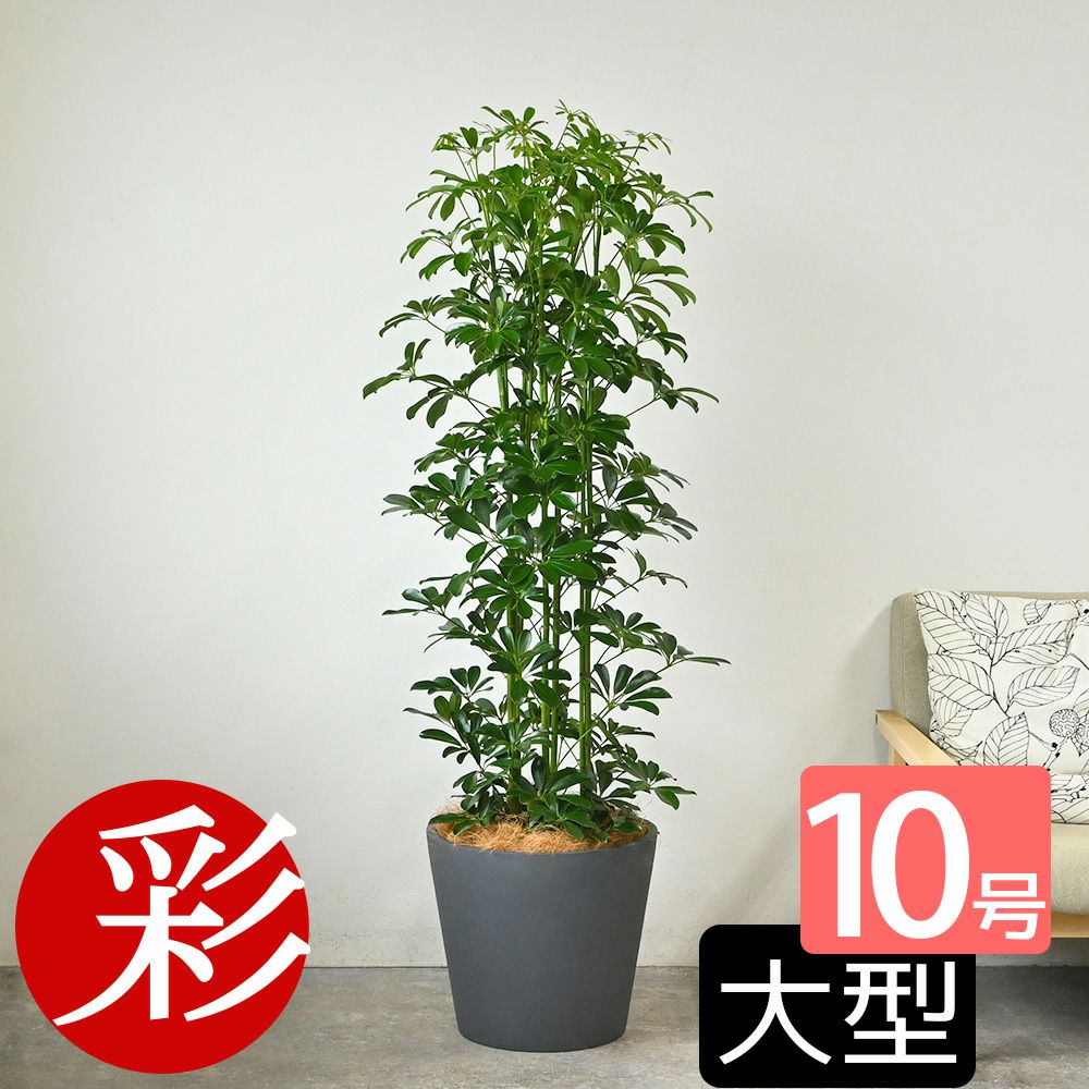 ホンコンカポック 10号鉢 ポリストーン鉢カバー付き 陶器調 観葉植物 本物