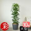 ホンコンカポック 10号鉢 ポリストーン鉢カバー付き 陶器調 観葉植物 本物