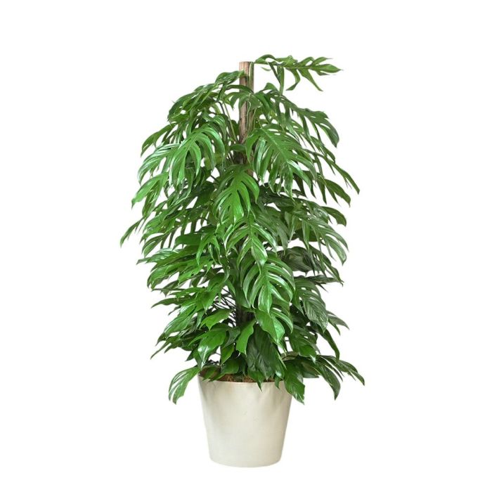 マングーカズラ 10号鉢 ポリストーン鉢カバー付き 陶器調 観葉植物 本物