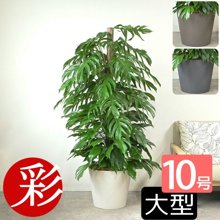 マングーカズラ 10号鉢 ポリストーン鉢カバー付き 陶器調 観葉植物 本物