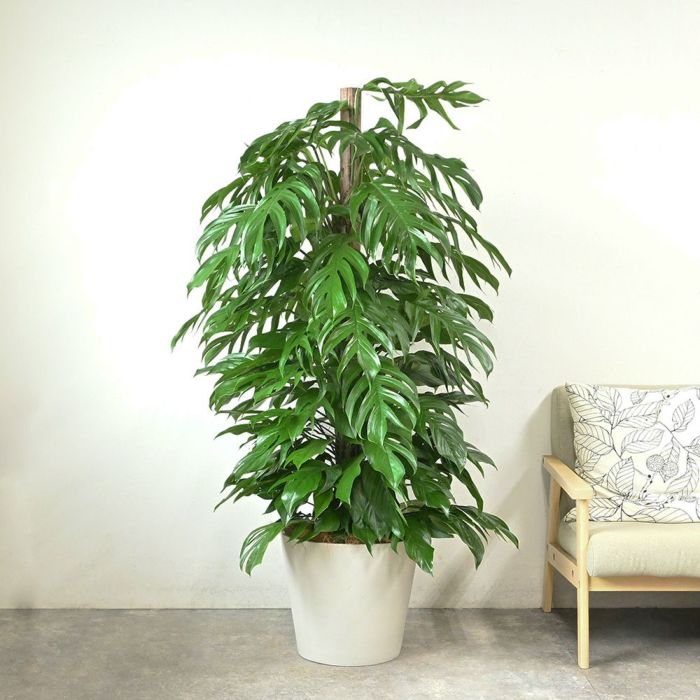 マングーカズラ 10号鉢 ポリストーン鉢カバー付き 陶器調 観葉植物 本物