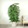 マングーカズラ 10号鉢 ポリストーン鉢カバー付き 陶器調 観葉植物 本物