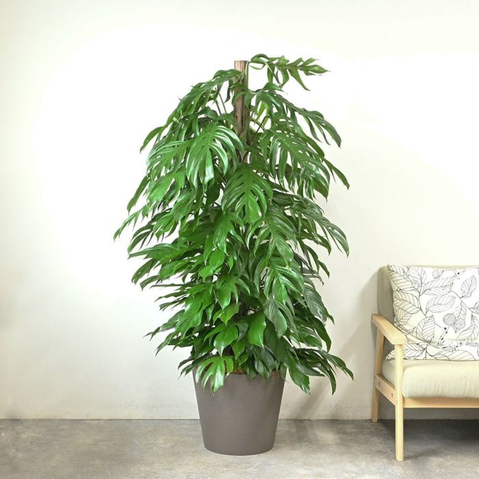 マングーカズラ 10号鉢 ポリストーン鉢カバー付き 陶器調 観葉植物 本物