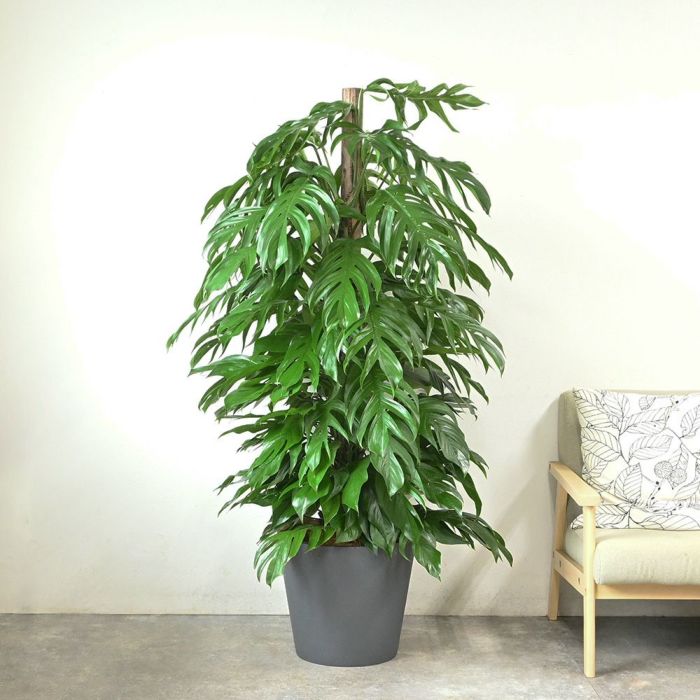 マングーカズラ 10号鉢 ポリストーン鉢カバー付き 陶器調 観葉植物 本物