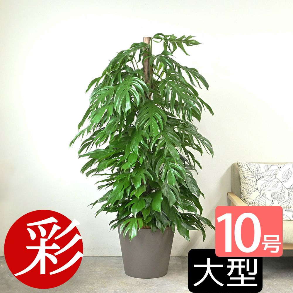 マングーカズラ 10号鉢 ポリストーン鉢カバー付き 陶器調 観葉植物 本物