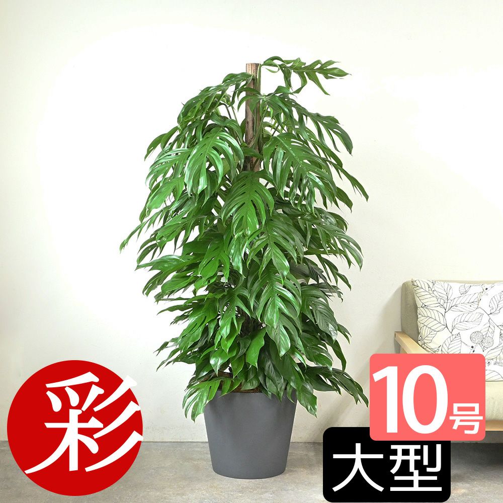 マングーカズラ 10号鉢 ポリストーン鉢カバー付き 陶器調 観葉植物 本物