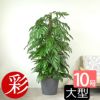 マングーカズラ 10号鉢 ポリストーン鉢カバー付き 陶器調 観葉植物 本物