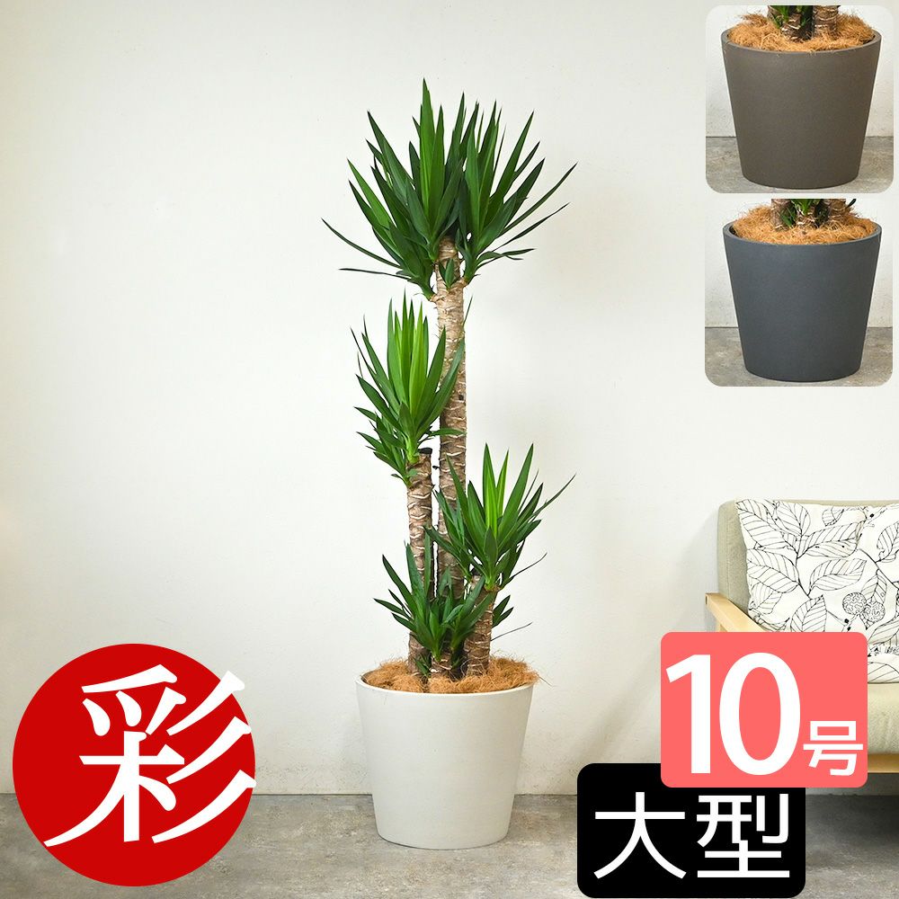 ユッカ・エレファンティペス 10号鉢 ポリストーン鉢カバー付き 陶器調 観葉植物 本物