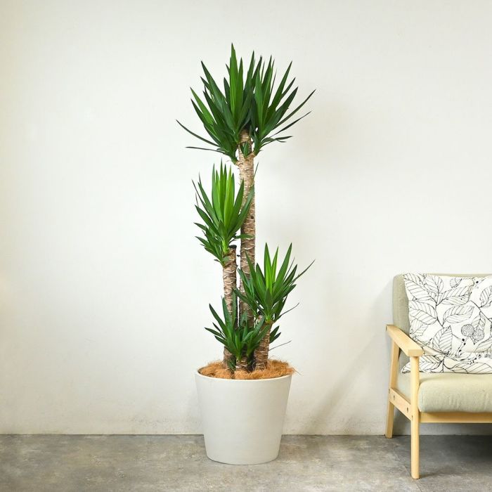 ユッカ・エレファンティペス 10号鉢 ポリストーン鉢カバー付き 陶器調 観葉植物 本物