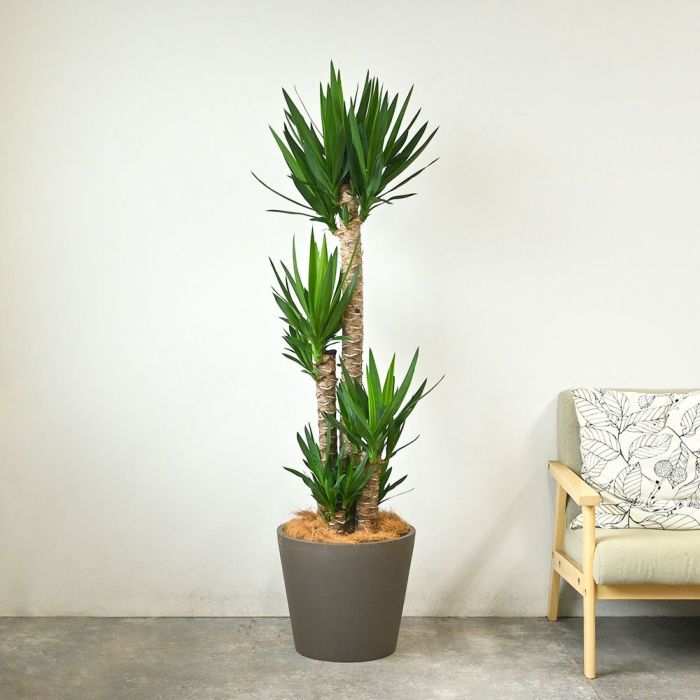 ユッカ・エレファンティペス 10号鉢 ポリストーン鉢カバー付き 陶器調 観葉植物 本物