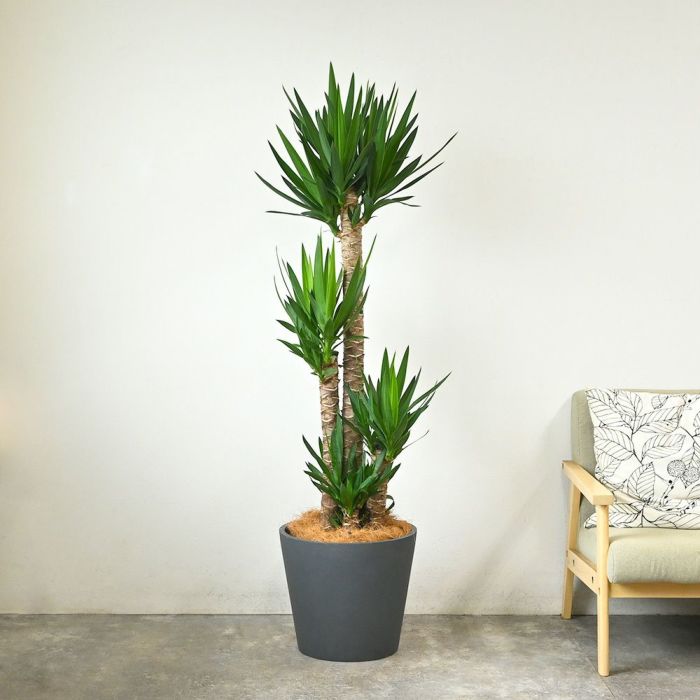 ユッカ・エレファンティペス 10号鉢 ポリストーン鉢カバー付き 陶器調 観葉植物 本物