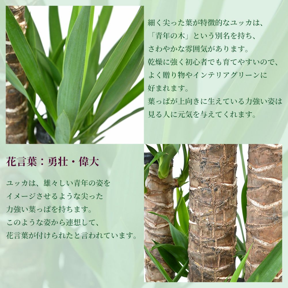 ユッカ・エレファンティペス 10号鉢 ポリストーン鉢カバー付き 陶器調 観葉植物 本物