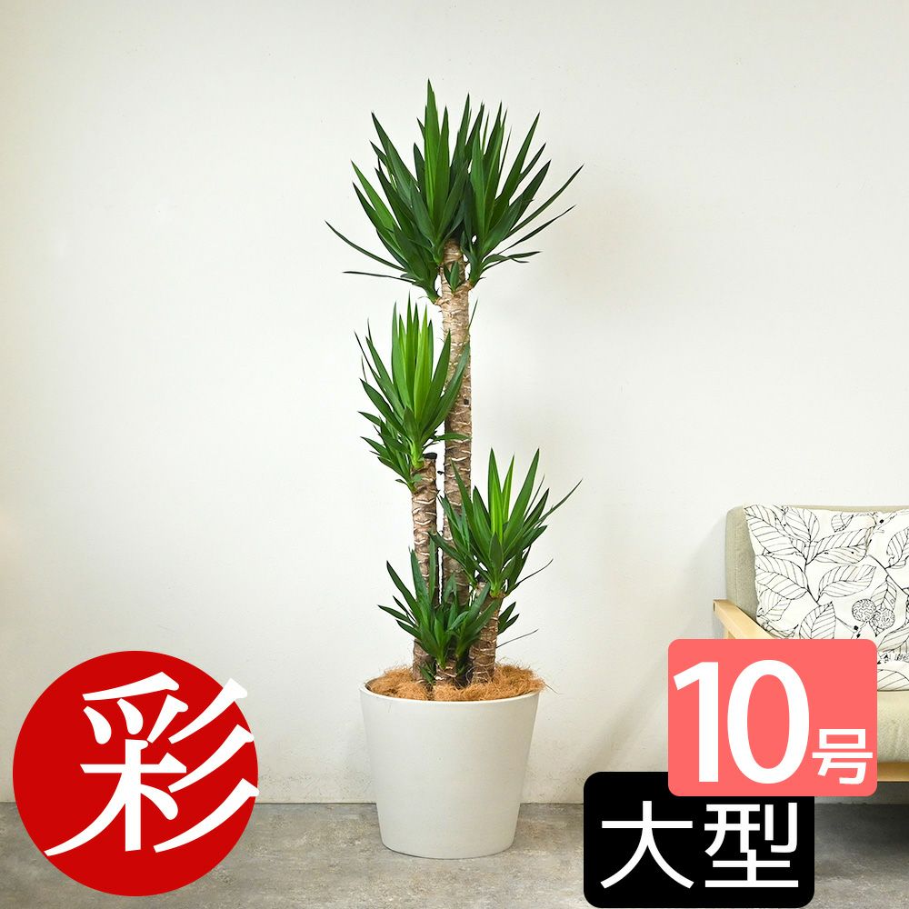 ユッカ・エレファンティペス 10号鉢 ポリストーン鉢カバー付き 陶器調 観葉植物 本物