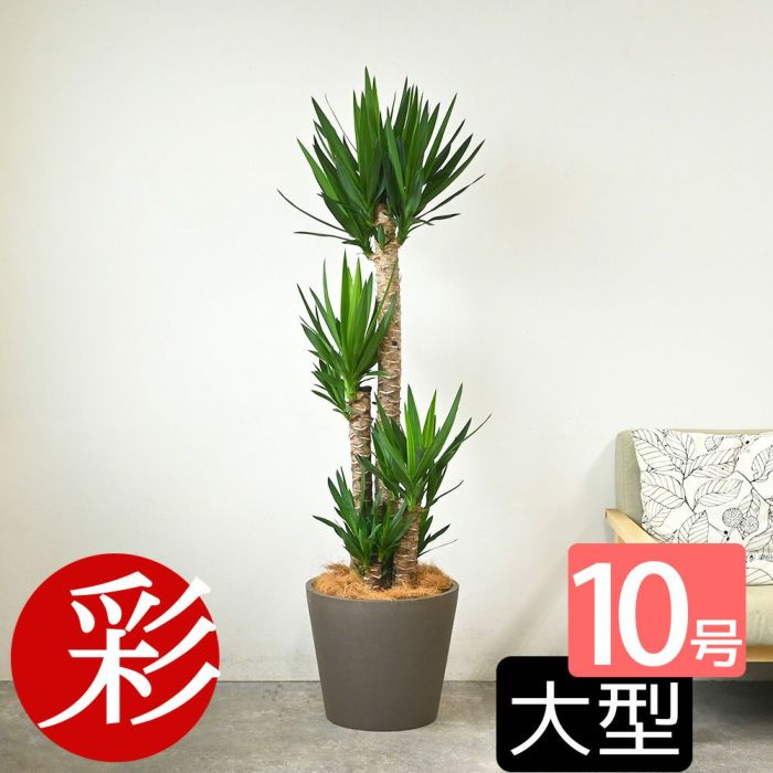 ユッカ・エレファンティペス 10号鉢 ポリストーン鉢カバー付き 陶器調 観葉植物 本物