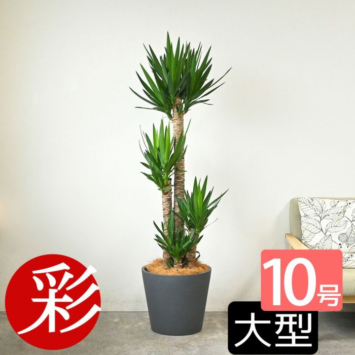 ユッカ・エレファンティペス 10号鉢 ポリストーン鉢カバー付き 陶器調 観葉植物 本物