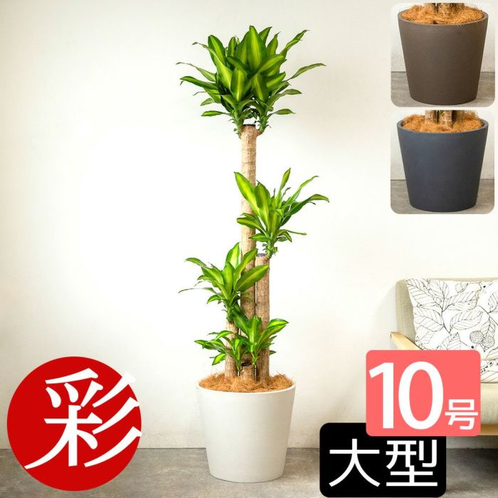 幸福の木 ドラセナ・マッサンゲアナ 10号鉢 ポリストーン鉢カバー付き 陶器調 観葉植物 本物