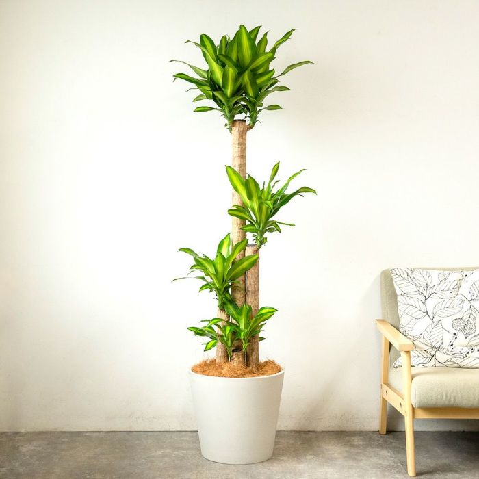 幸福の木 ドラセナ・マッサンゲアナ 10号鉢 ポリストーン鉢カバー付き 陶器調 観葉植物 本物