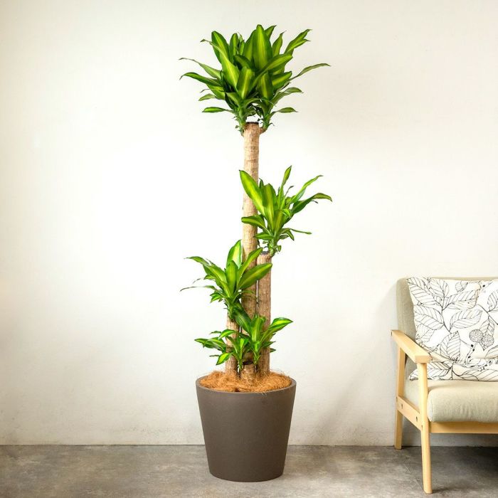 幸福の木 ドラセナ・マッサンゲアナ 10号鉢 ポリストーン鉢カバー付き 陶器調 観葉植物 本物