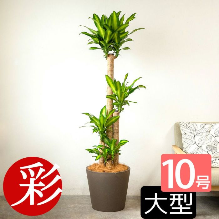 幸福の木 ドラセナ・マッサンゲアナ 10号鉢 ポリストーン鉢カバー付き 陶器調 観葉植物 本物